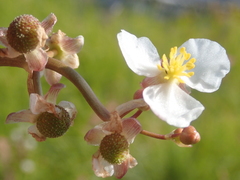 Sagittaria cuneata