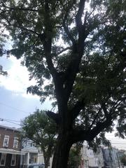 Gleditsia triacanthos