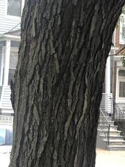 Gleditsia triacanthos