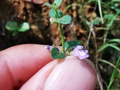 Scutellaria monterreyana