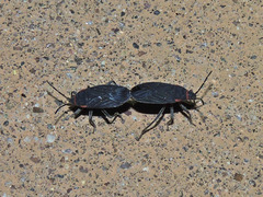 Melacoryphus rubicollis