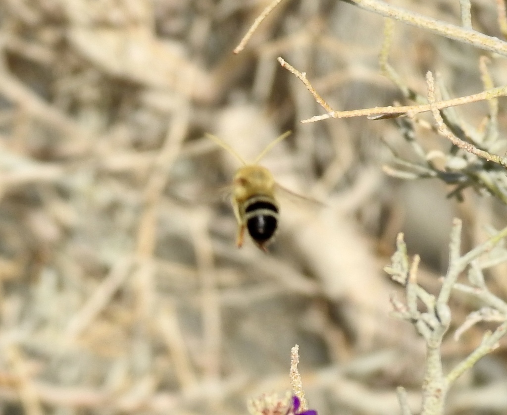 Western Morning Long-horned Bee