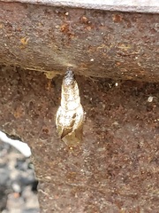 Limenitis archippus archippus