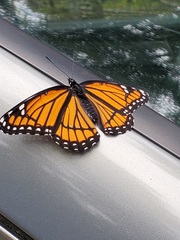 Limenitis archippus archippus