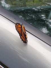Limenitis archippus archippus