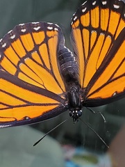 Limenitis archippus archippus