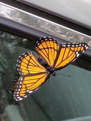 Limenitis archippus archippus