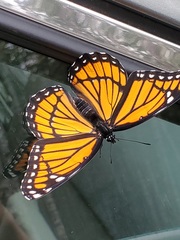 Limenitis archippus archippus