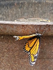 Limenitis archippus archippus