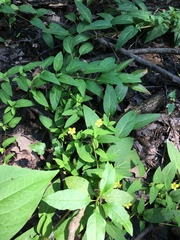 Lysimachia radicans