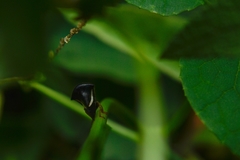 Hyphinoe
