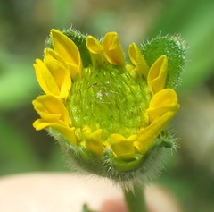 Lasianthaea podocephala