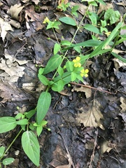 Lysimachia radicans