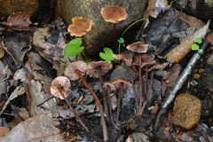 Laccaria striatula