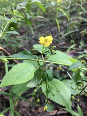 Lysimachia radicans