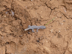 Saurodactylus brosseti