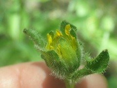 Lasianthaea podocephala