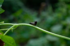 Hyphinoe
