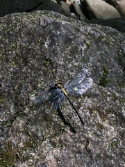 Stylogomphus albistylus