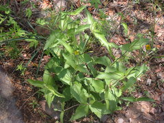 Lasianthaea podocephala