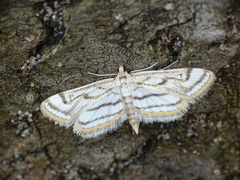 Parapoynx badiusalis