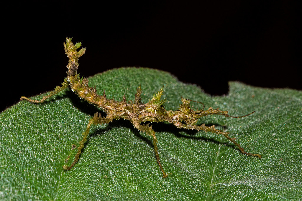 Taraxippus
