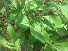 Lasianthaea podocephala