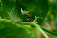 Hyphinoe