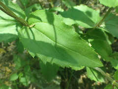 Lasianthaea podocephala