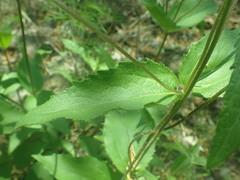 Lasianthaea podocephala