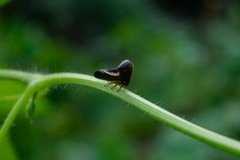 Hyphinoe