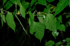 Triumfetta bogotensis