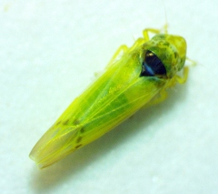 Erythridula pfrimmeri