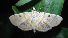 Notarcha tigrina