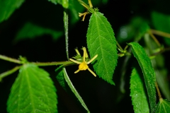 Triumfetta bogotensis