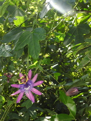 Passiflora loefgrenii