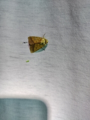 Pyrrhia