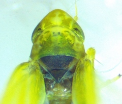 Erythridula pfrimmeri