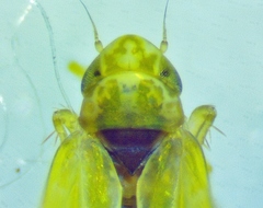 Erythridula pfrimmeri