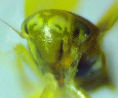 Erythridula pfrimmeri