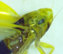 Erythridula pfrimmeri