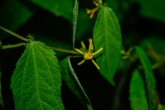 Triumfetta bogotensis