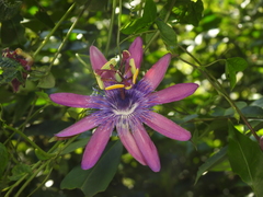 Passiflora loefgrenii