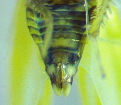 Erythridula pfrimmeri