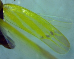 Erythridula pfrimmeri