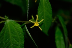 Triumfetta bogotensis