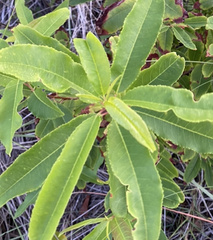 Gordonia lasianthus