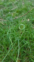 Juncus effusus effusus