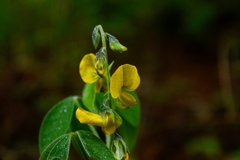 Crotalaria mollicula