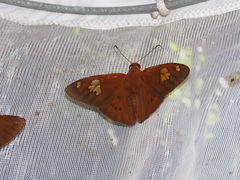 Nascus phocus